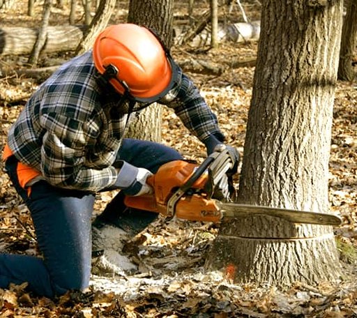 Tree Removal in Charleston, IL